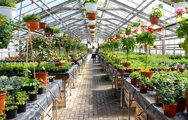 Inside of a greenhouse, with green plants lining each side of an aisle.